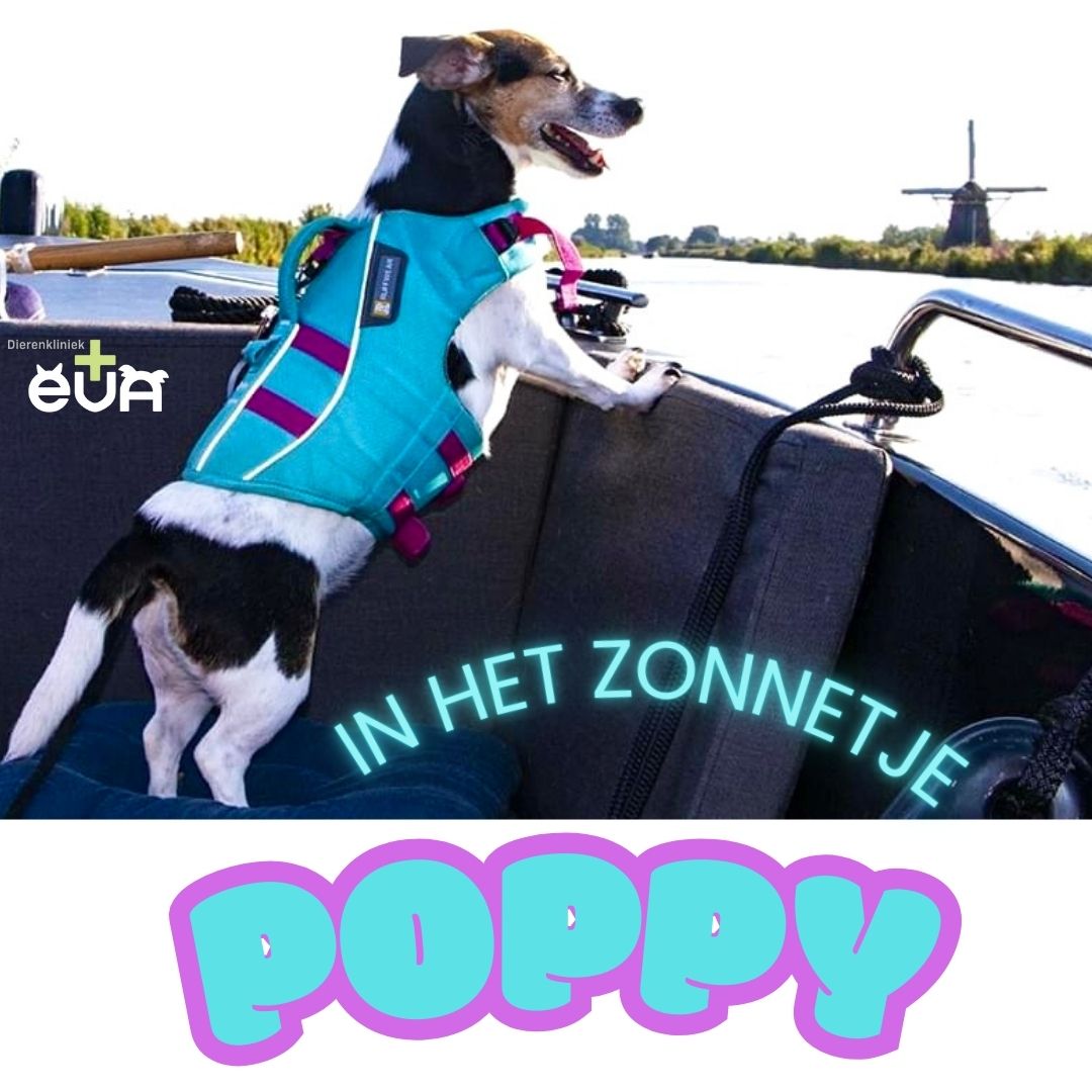 In het (Vakantie)Zonnetje: POPPY