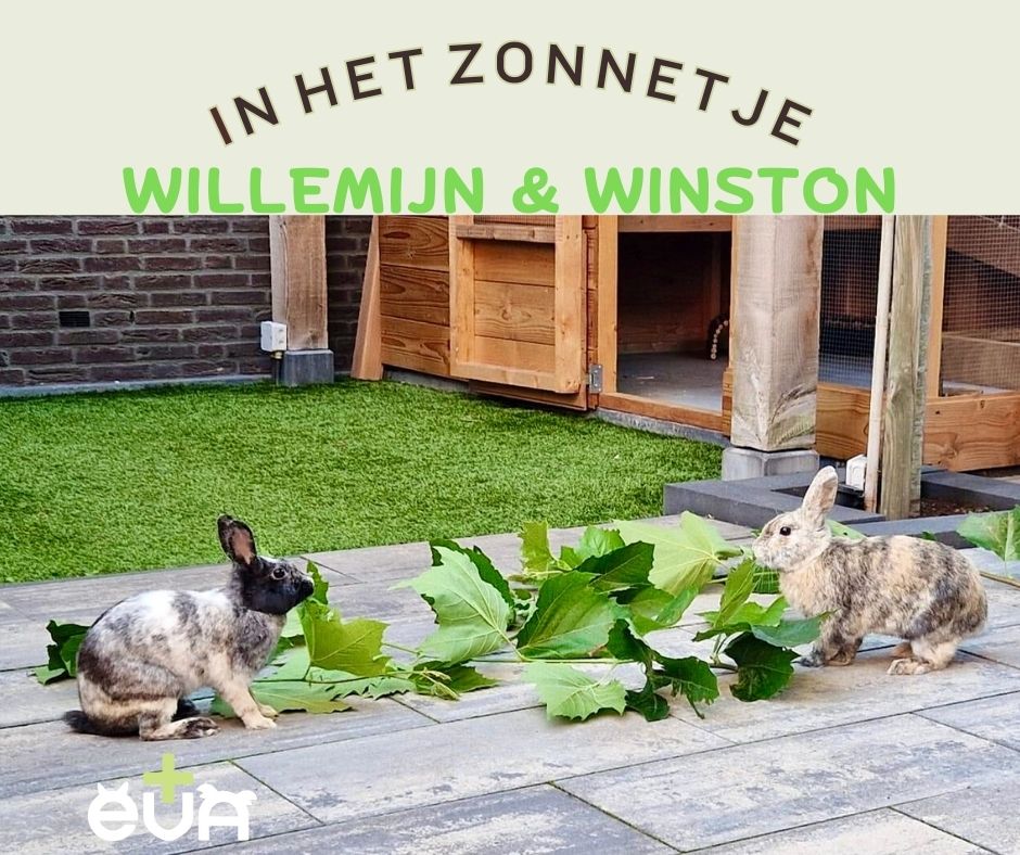 De Zonnetjes van de Maand: WILLEMIJN & WINSTON